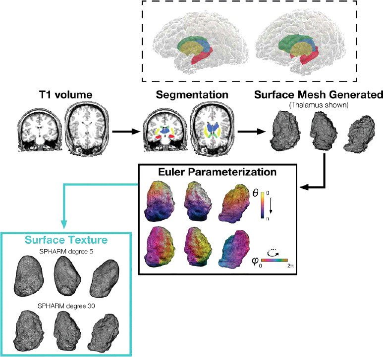 Shape-related characteristics of age-related differences in subcortical structures